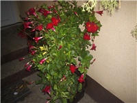 d1bb183a-Picture 003.jpg
